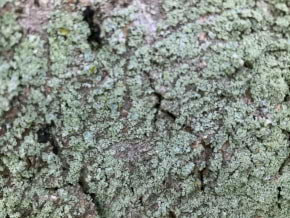 tree moss marvel