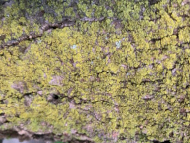 Tree moss rocky pasture