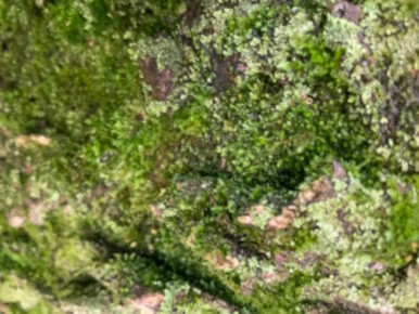 Tree moss rocky forest